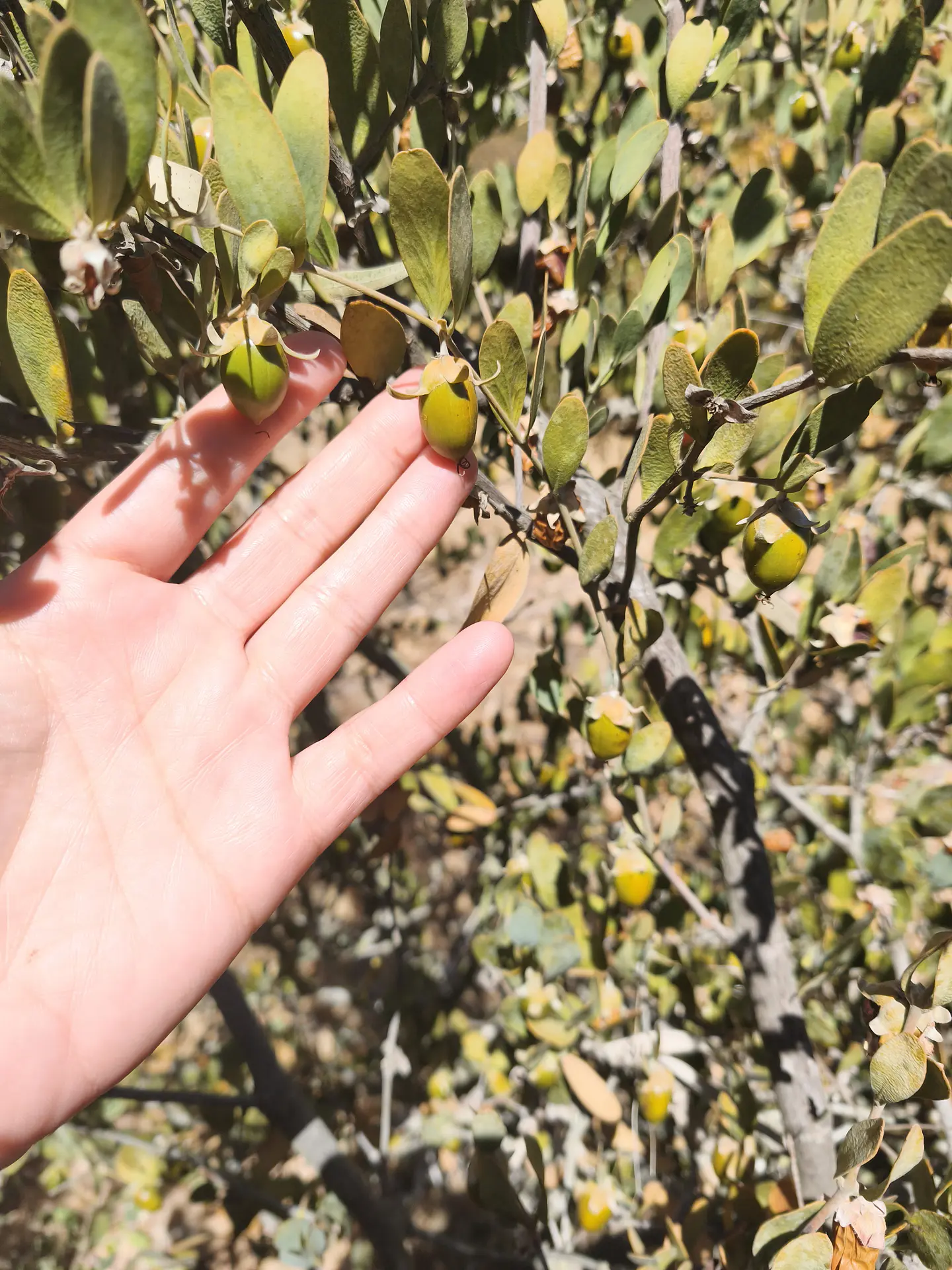 ACEITE DE JOJOBA 100% PURO Y NATURAL FRASCO DE 30 ML 2