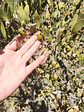 ACEITE DE JOJOBA 100% PURO Y NATURAL FRASCO DE 30 ML - Miniatura 2