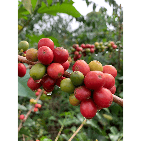 PINK BOURBON DOBLE ANAERÓBICO 70H (Colombia)