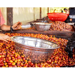 Jairo Arcilla Castillo Uva