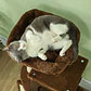 Arranhador para Gatos  104 cm - Thumbnail 2