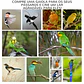 Gaiola de Madeira Natural  80,5x57x153 cm  - Thumbnail 9