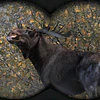 CABELA'S BIG GAME HUNTER PRO HUNTS STEAM KEY GLOBAL