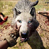 FAR CRY PRIMAL APEX EDITION STEAM GIFT GLOBAL