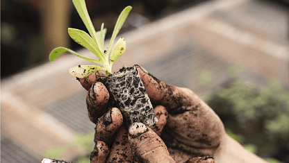 Ventajas de hacer almácigos