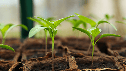 Pesticidas naturales 100% orgánicos que debes conocer