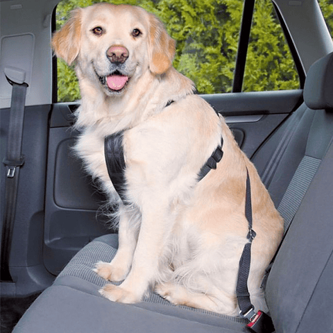 Enganche cinturón de seguridad para auto