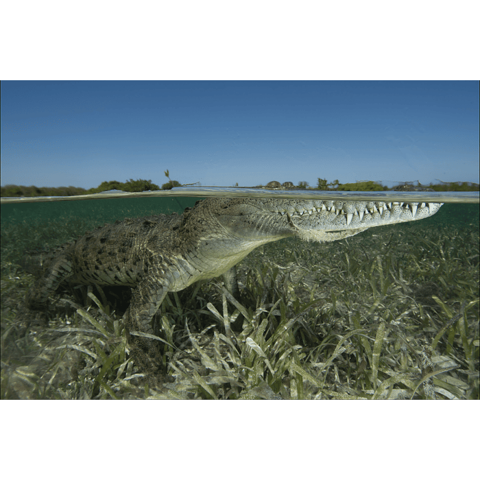 DOMO ANGULAR DIVEVOLK 50/50, SPLIT LEVEL 6