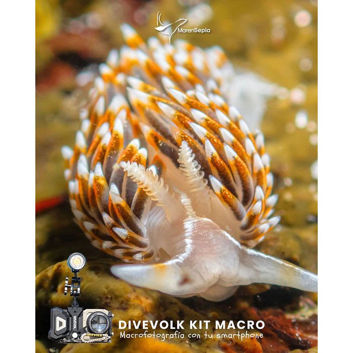 KIT DIVEVOLK MACRO WEEFINE 4500 5