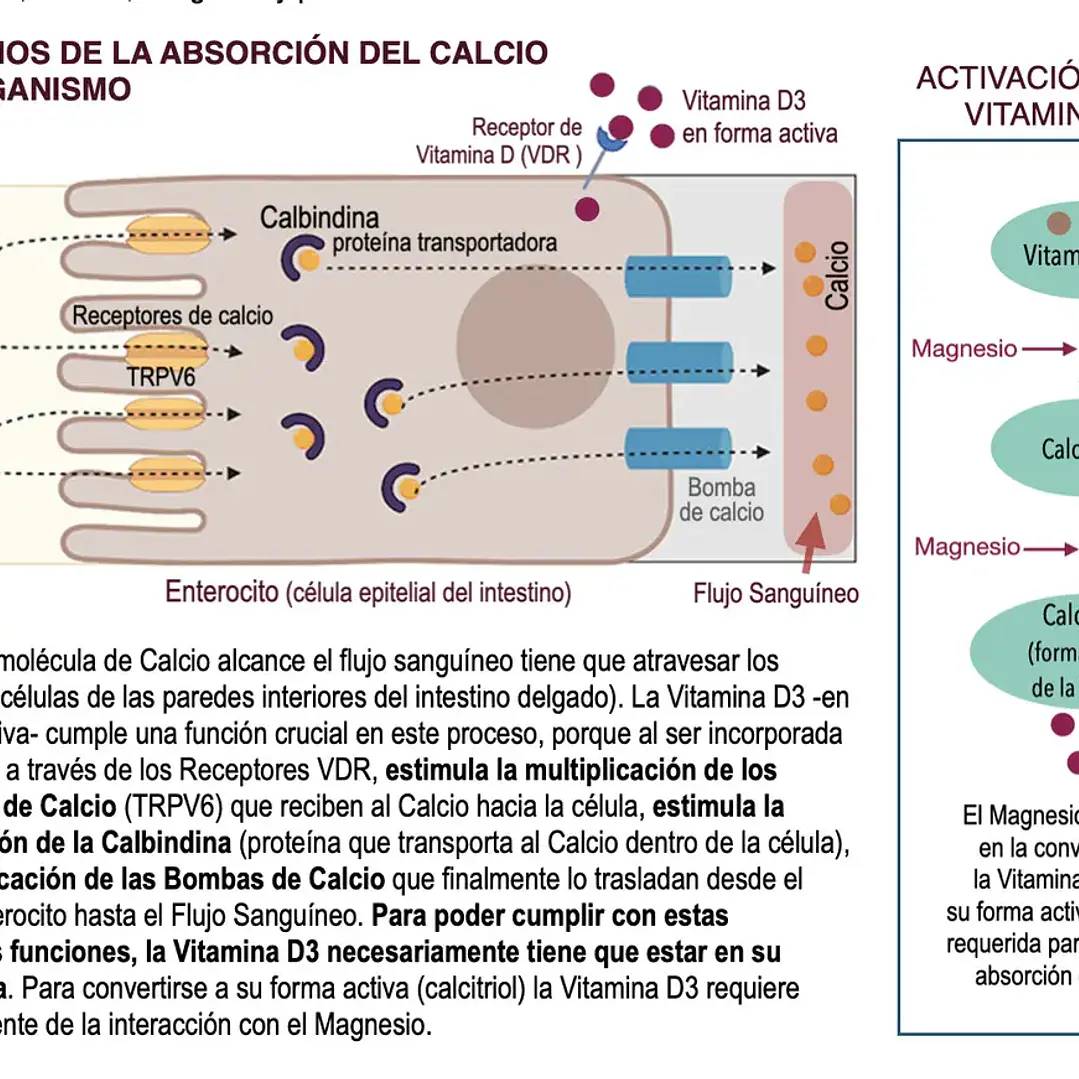 Calcio Alta Densidad + Vitamina D3 Magnesio-activada. Calciden Activo En Frasco De 60 Cápsulas 3