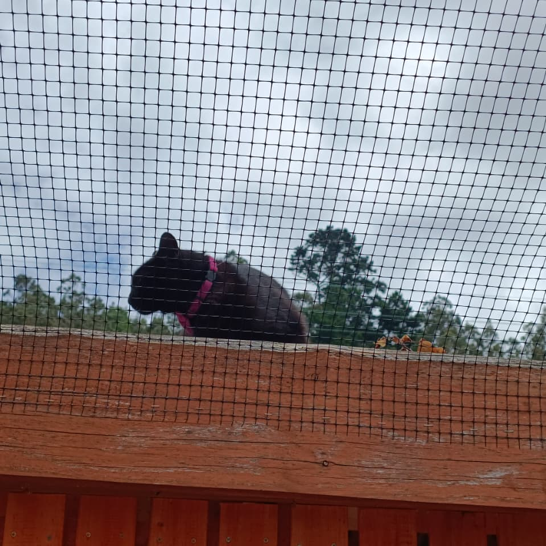 Antiescape para Gatos  5