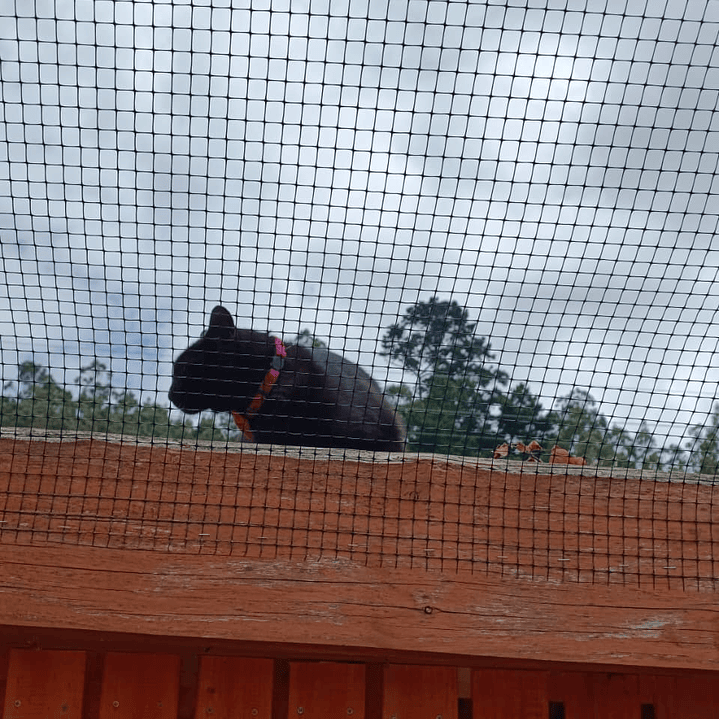 Antiescape para Gatos  5