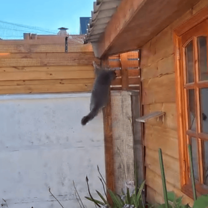 Antiescape para Gatos  6