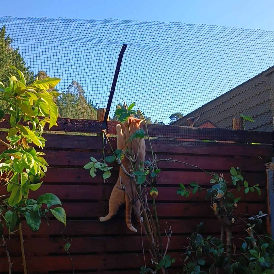 Antiescape para Gatos  1