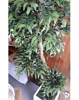 Ruscus *3 Bonsai 140cm