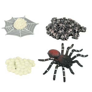 Ciclo de la vida de la araña