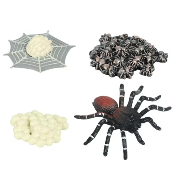 Ciclo de la vida de la araña 1