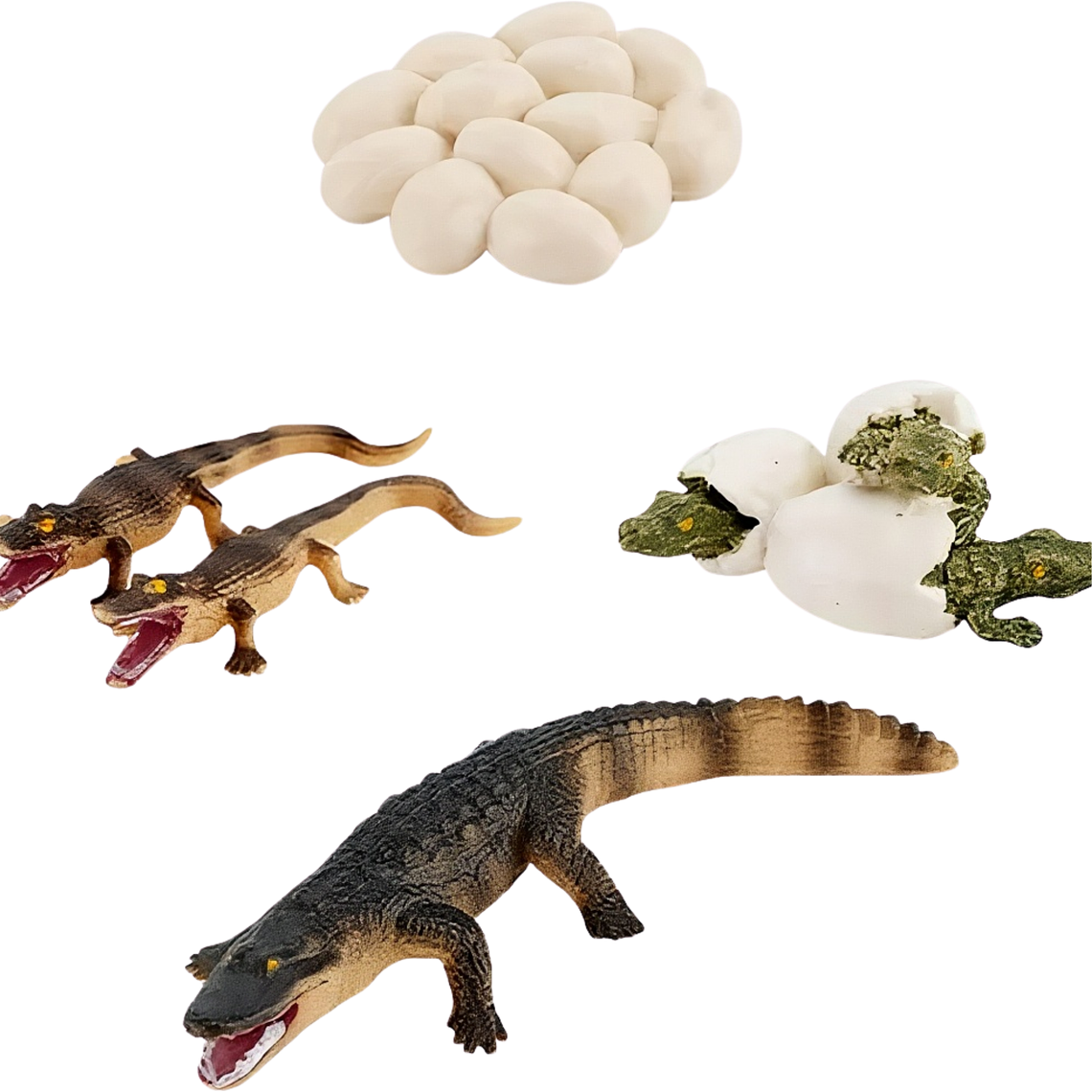 Ciclo de vida del cocodrilo 1