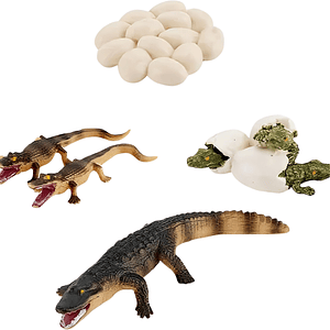 Ciclo de vida del cocodrilo