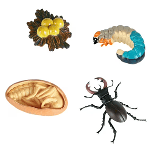 Ciclo de vida del escarabajo