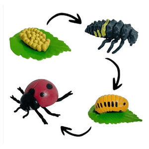 Ciclo de vida de la chinita