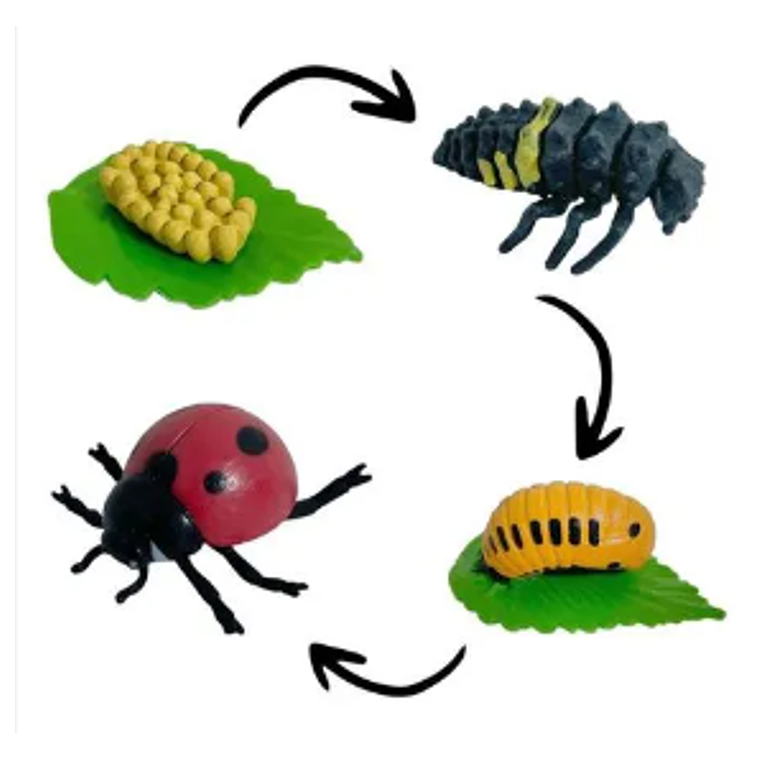 Ciclo de vida de animalitos 5