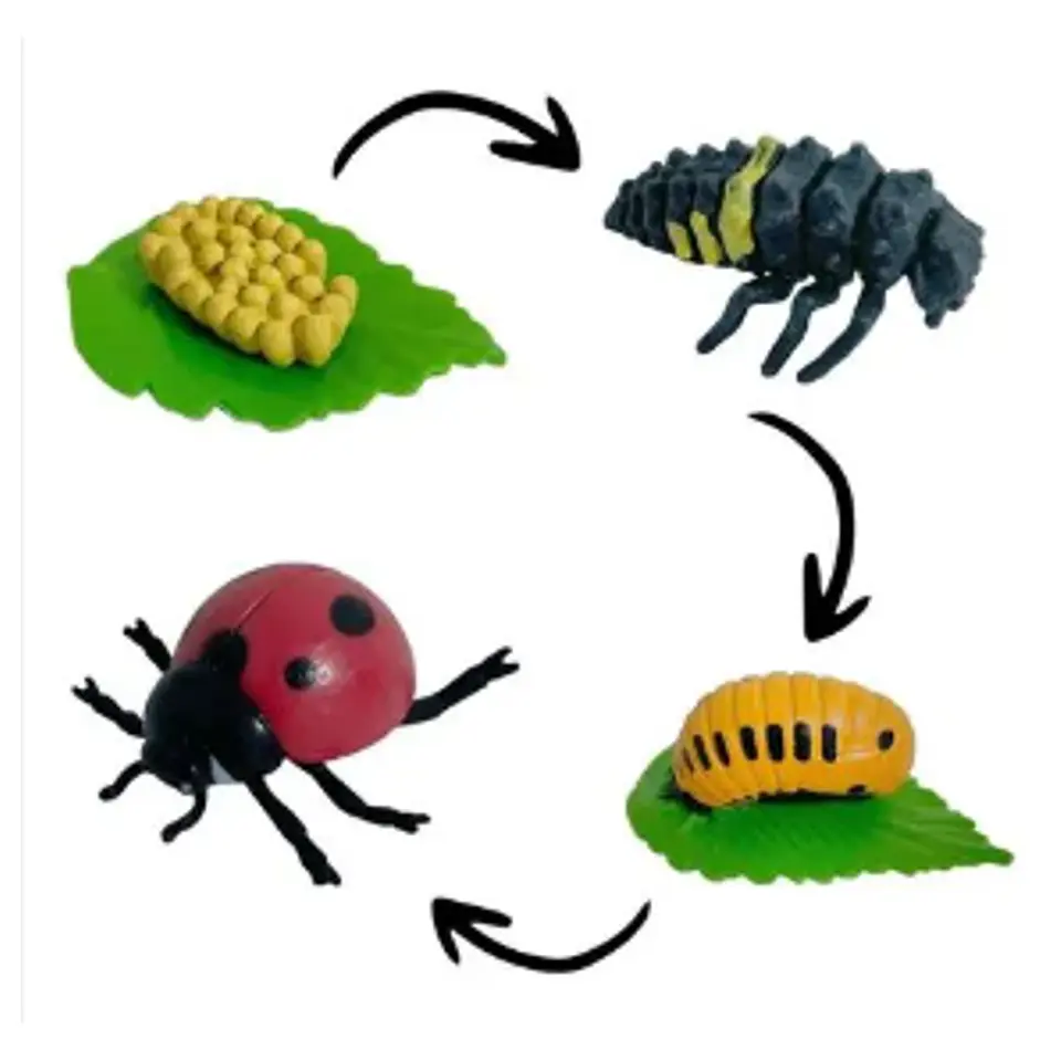 Ciclo de vida de los animales 5