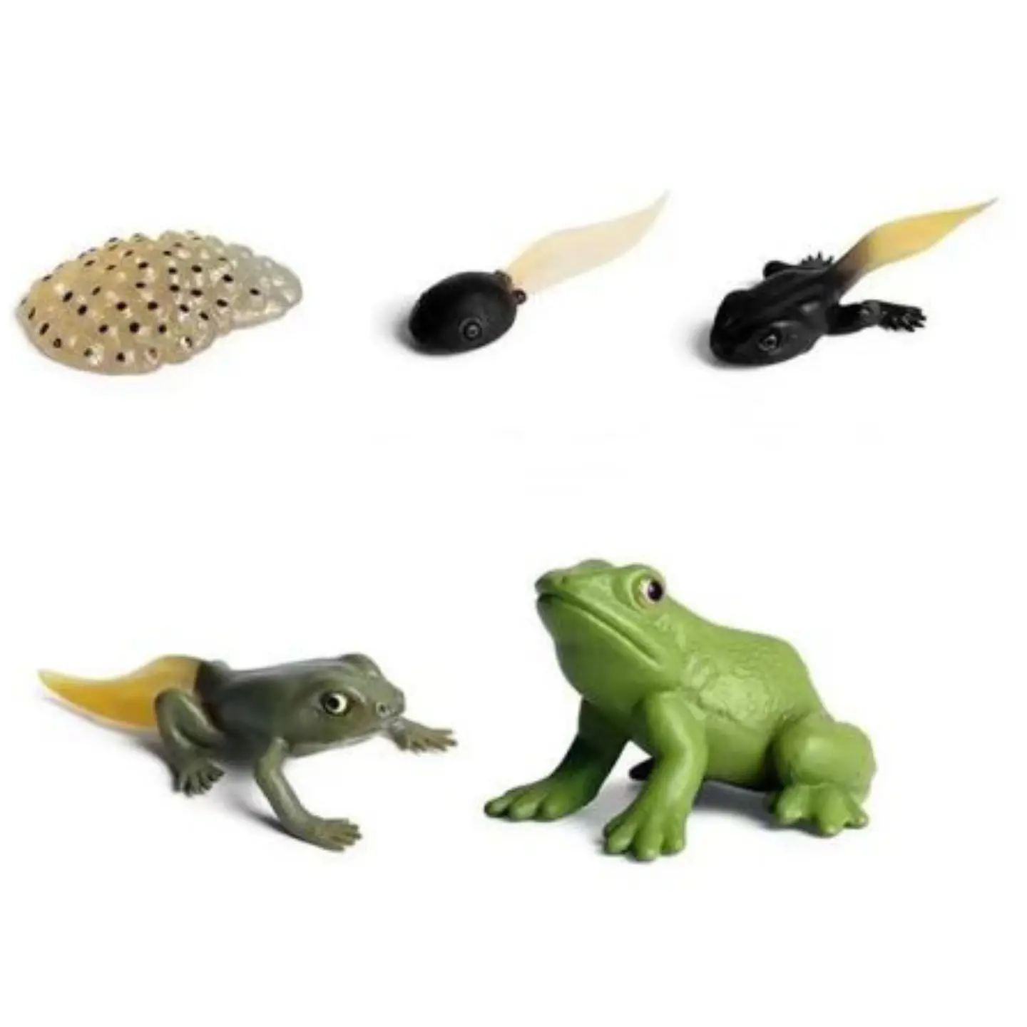 Ciclo de vida de los animales 2