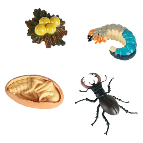 Ciclo de vida de los animales