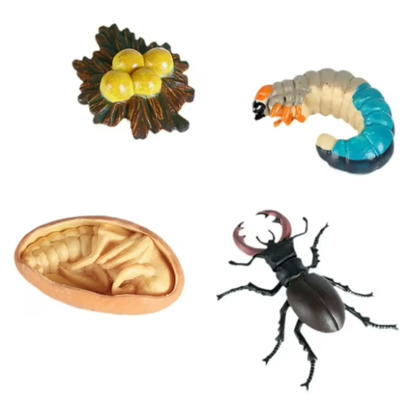 Ciclo de vida de los animales 1