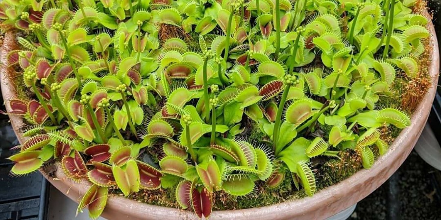 Cultivo de Venus Atrapamoscas o Dionaea Muscipula | Pandora Exotic