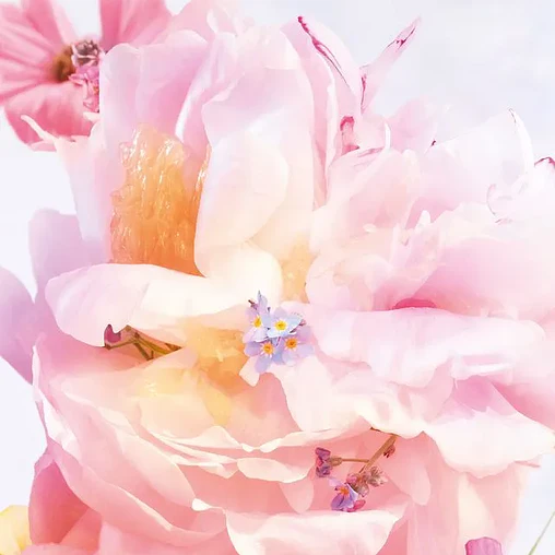 Miss Dior Blooming Bouquet 100 ml - formato tester (Caja Blanca)  2