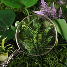 Set 20 Pegatinas Plantas