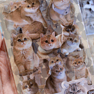 Set de Stickers Gatito