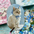 Cajita de Stickers gatitos Kawaii