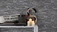 GEOM. & PATRON - DEK. NATUR 6 - 958711 (53cm) - Miniatura 2