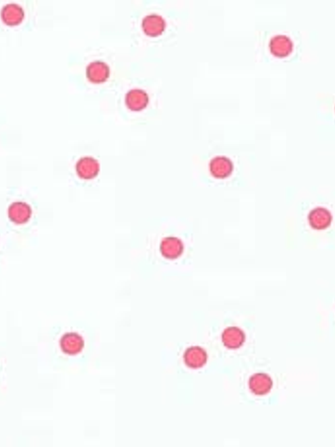 36160203 - LES PETITS CURIEUX - (0CM)     3