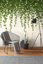 BOTANIC & JUNGLE - 382391 - THE WALL - A.C - thumbnail 1