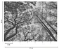 BOTANIC & JUNGLE - 382401 - THE WALL - A.C - Miniatura 2