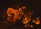BLOSSOM VARIETY 2 - thumbnail 1