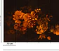 BLOSSOM VARIETY 2 - thumbnail 2
