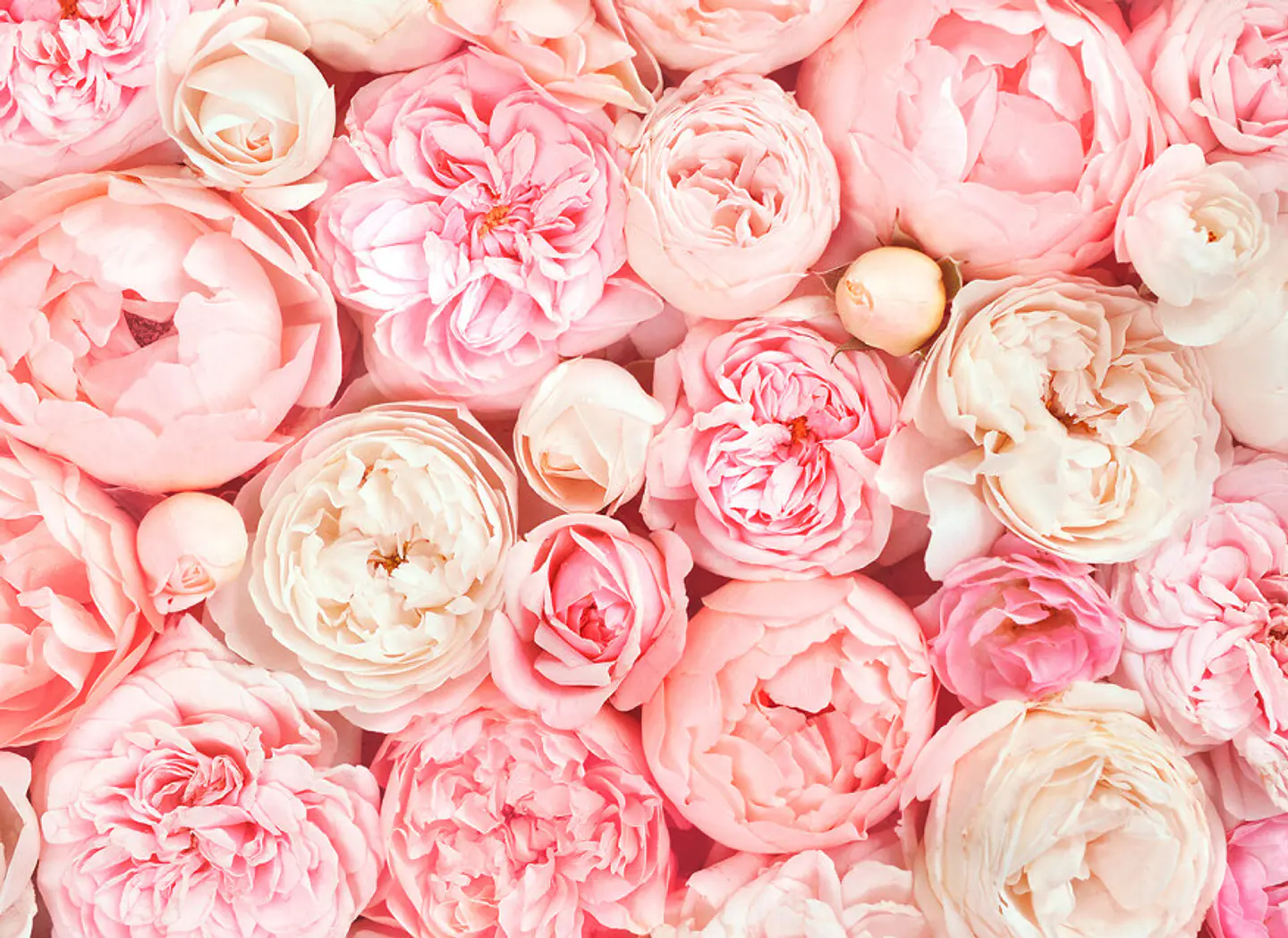 ROSES  1