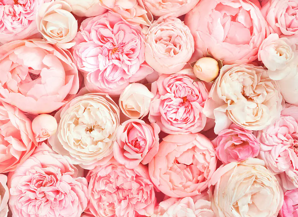 ROSES  1