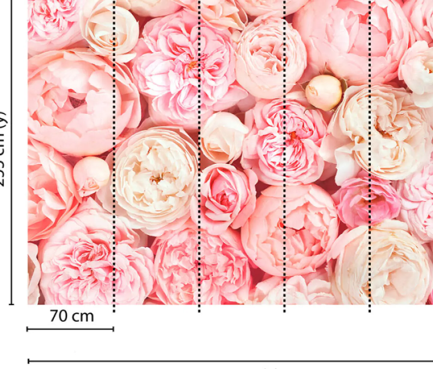 ROSES  3
