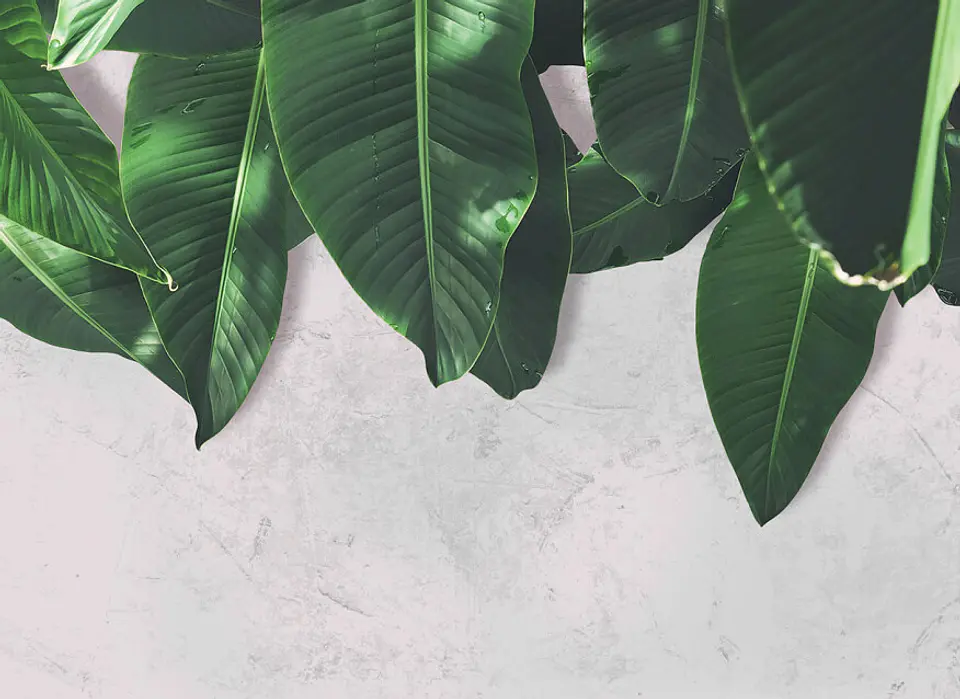 LEAVES WALL 2 1