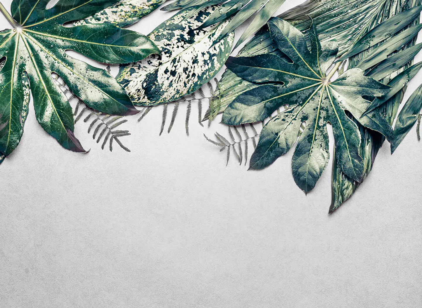 LEAVES VARIETY 2 1
