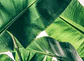 BROKEN LEAF 1  - Miniatura 1