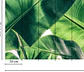 BROKEN LEAF 1  - Miniatura 3