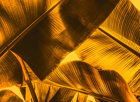 BROKEN LEAF 2