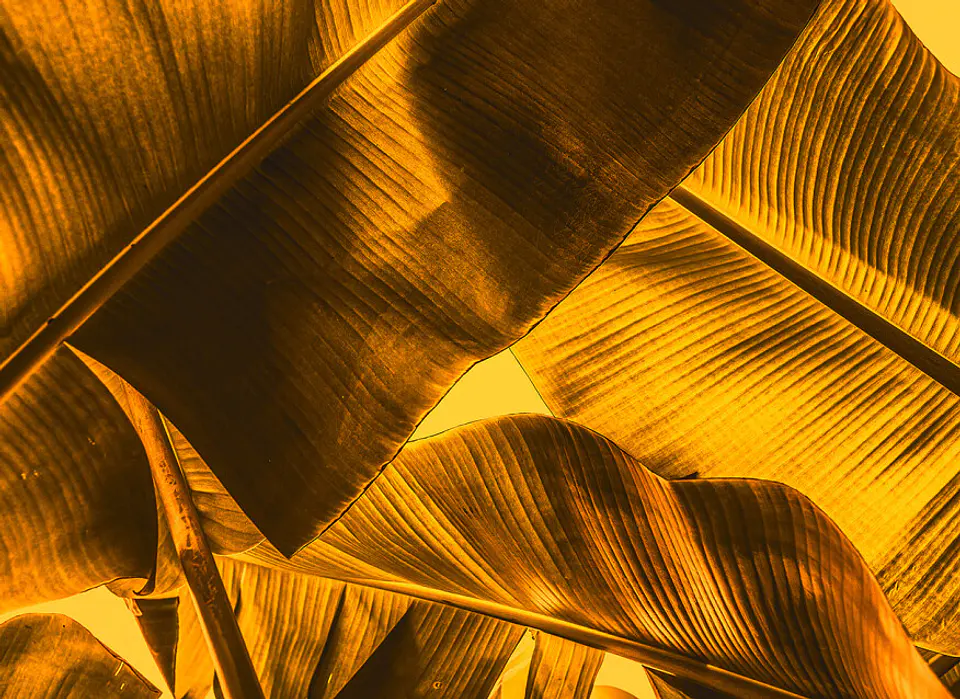 BROKEN LEAF 2 1
